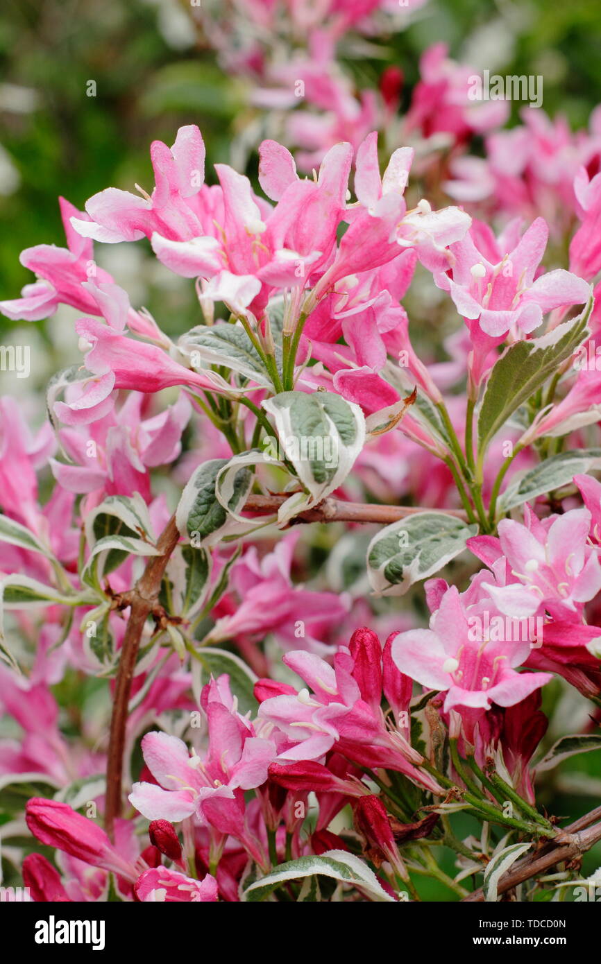 Weigela florida 'Variegta'. Fleurs roses et feuillage panaché en mai. Aga. Banque D'Images