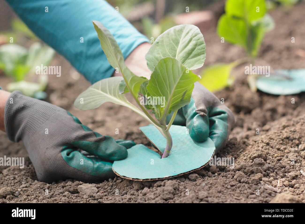 Brassica oleracea. Collier Chou Brassica placés sur des semis pour éviter l'infestation par la mouche des racines méthode organique - Mai. UK Banque D'Images