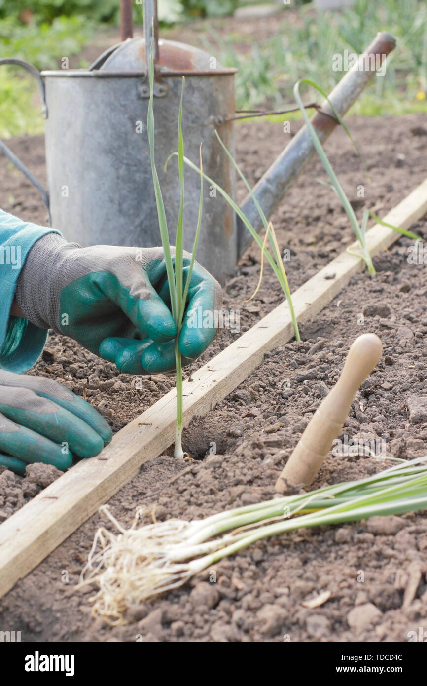 L'Allium porrum 'Musselburgh'. La plantation des jeunes plants de poireaux dans une rangée dans les trous faits avec un dibber en mai Banque D'Images