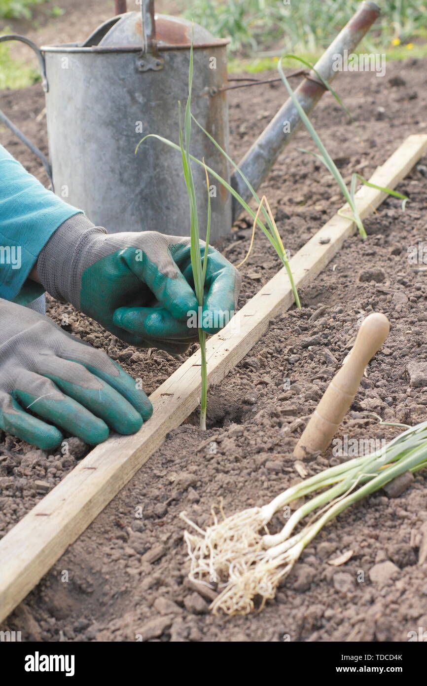 L'Allium porrum 'Musselburgh'. La plantation des jeunes plants de poireaux dans une rangée dans les trous faits avec un dibber en mai Banque D'Images