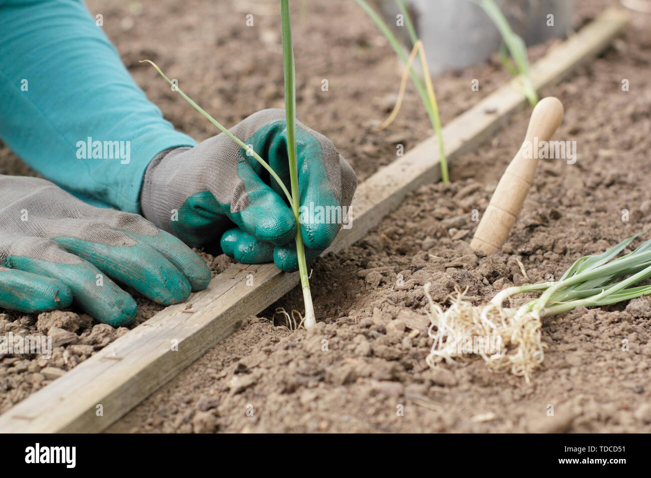 L'Allium porrum 'Musselburgh'. La plantation des jeunes plants de poireaux dans une rangée dans les trous faits avec un dibber en mai Banque D'Images
