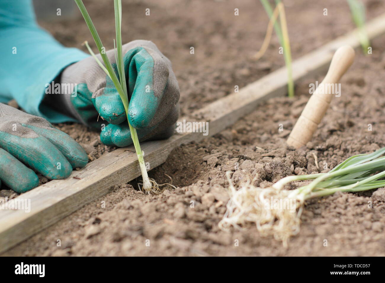 L'Allium porrum 'Musselburgh'. La plantation des jeunes plants de poireaux dans une rangée dans les trous faits avec un dibber en mai Banque D'Images