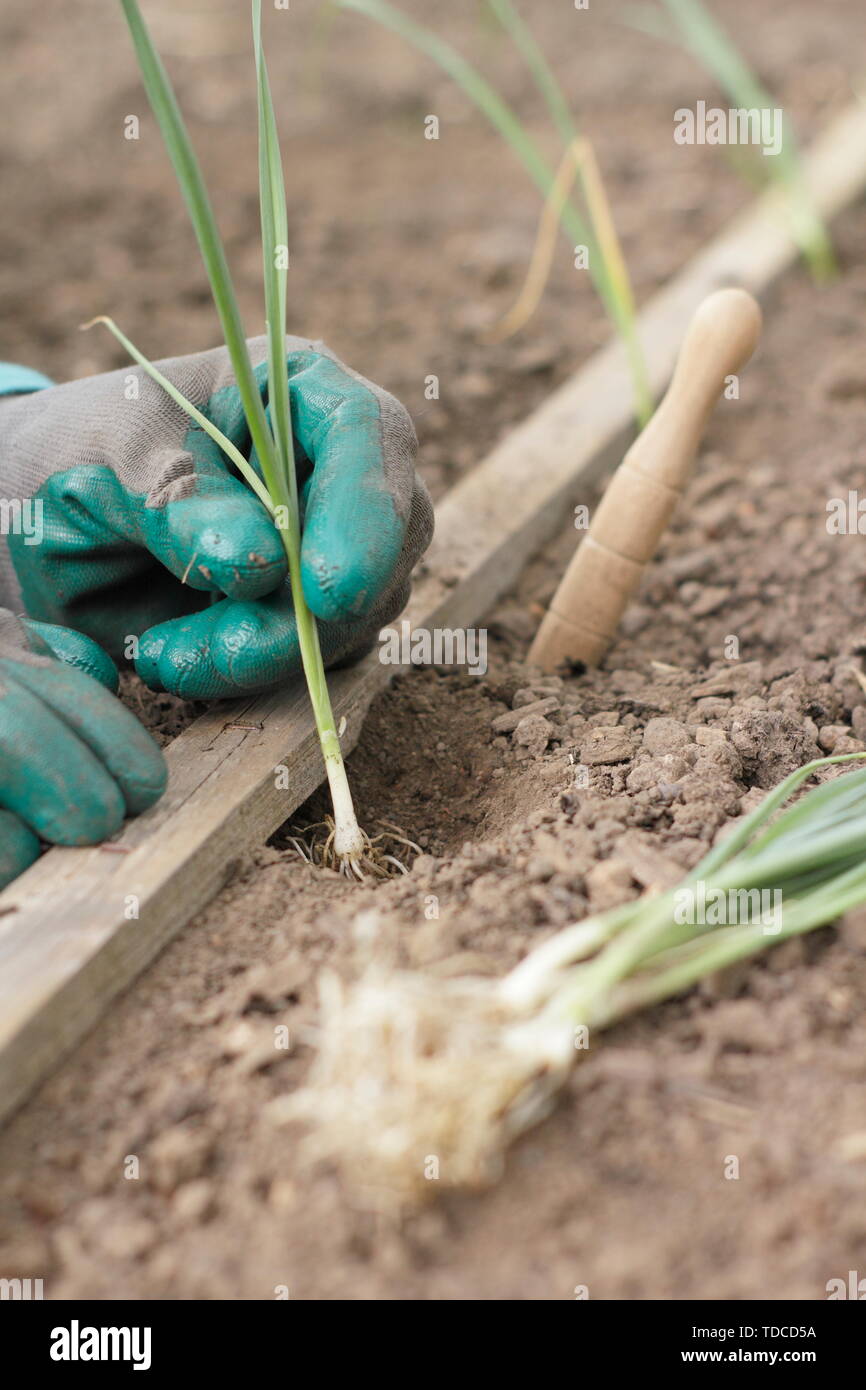 L'Allium porrum 'Musselburgh'. La plantation des jeunes plants de poireaux dans une rangée dans les trous faits avec un dibber en mai Banque D'Images
