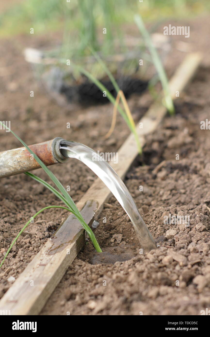 L'Allium porrum 'Musselburgh'. Arroser les jeunes plants de poireaux après la plantation dans de trous faits avec un dibber en Mai - UK Banque D'Images