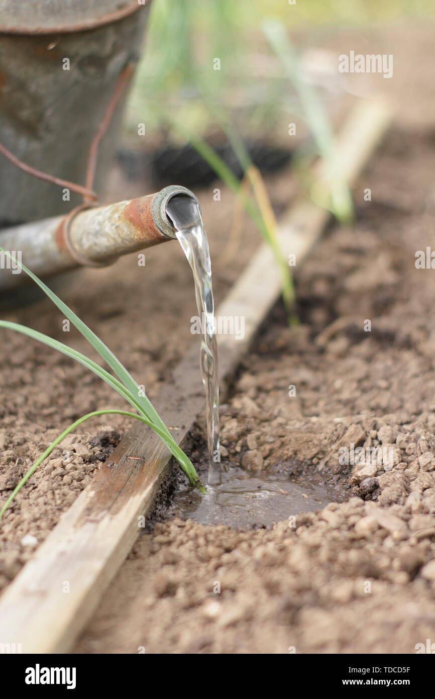 L'Allium porrum 'Musselburgh'. Arroser les jeunes plants de poireaux après la plantation dans de trous faits avec un dibber en Mai - UK Banque D'Images