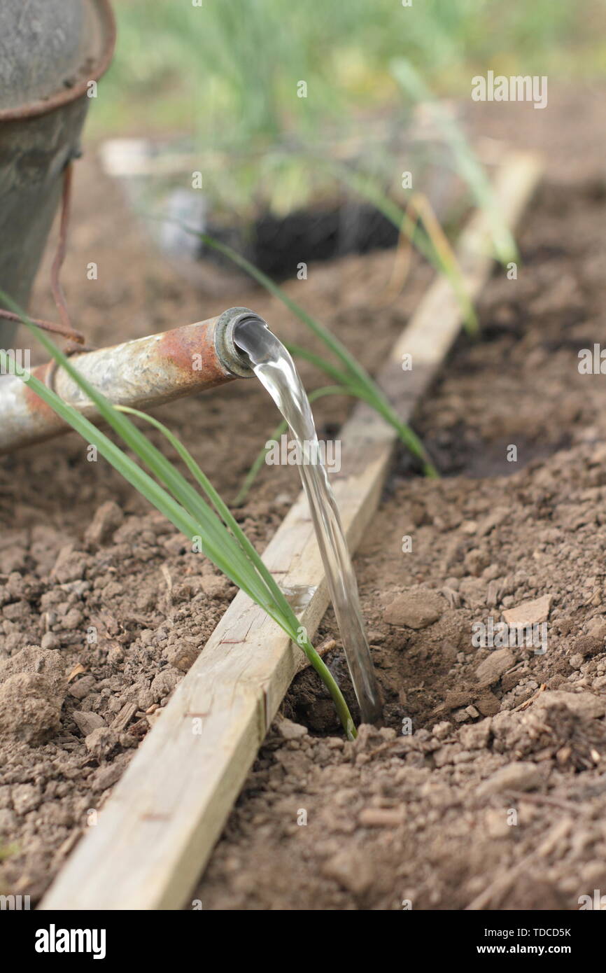 L'Allium porrum 'Musselburgh'. Arroser les jeunes plants de poireaux après la plantation dans de trous faits avec un dibber en Mai - UK Banque D'Images