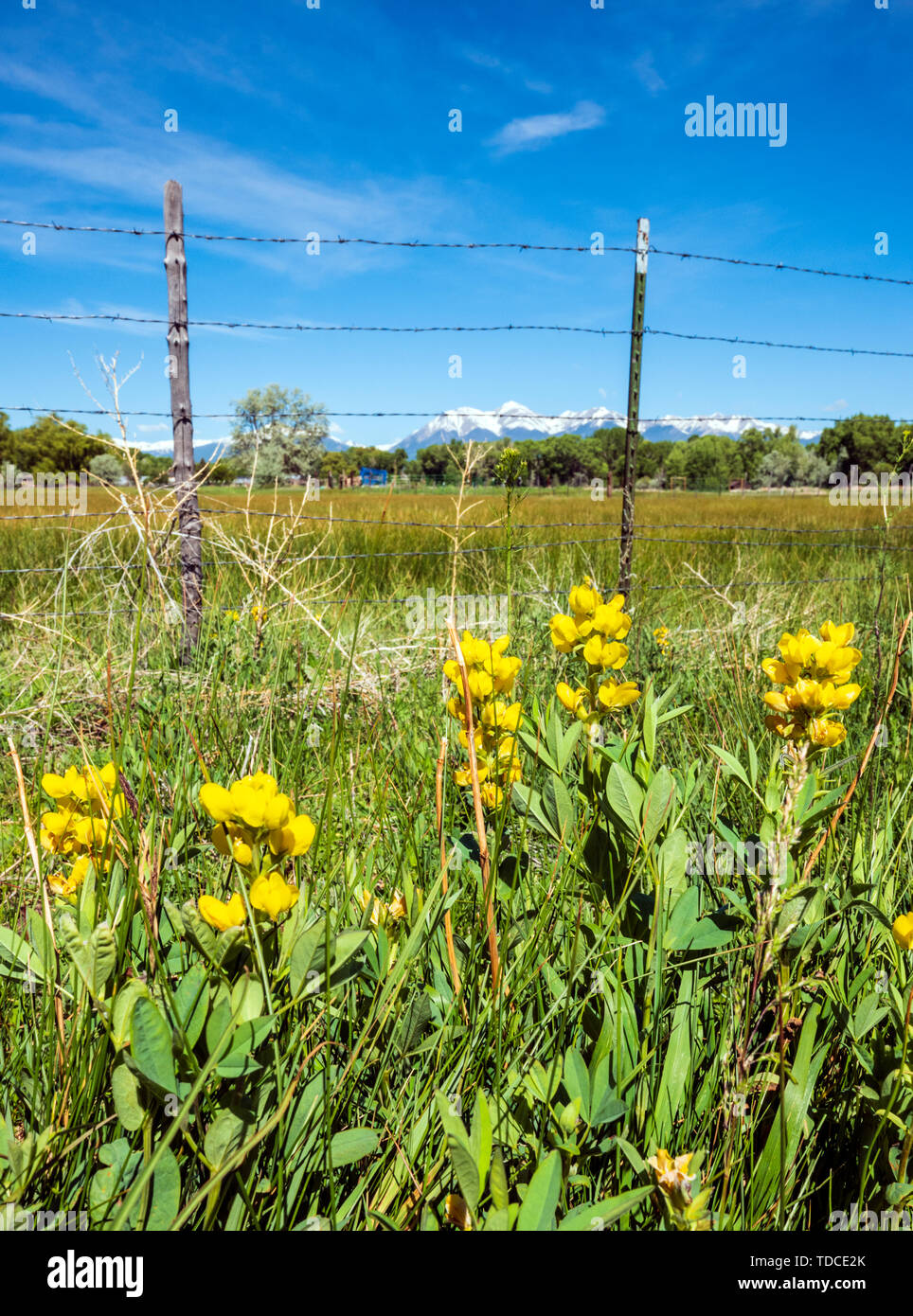 Thermopsis rhombifolia ; Golden bannière, Fabaceae ; famille ; les fleurs sauvages en fleurs ; de plus en ranch ; pâturages ; Ranch Vandaveer Salida, Colorado, USA Banque D'Images