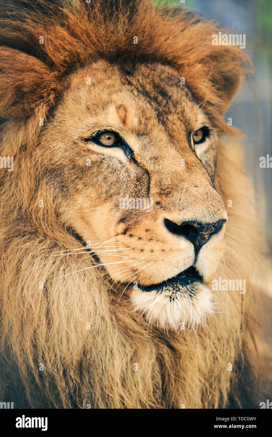 Portrait de l'animal majestueux, le roi Lion. Banque D'Images