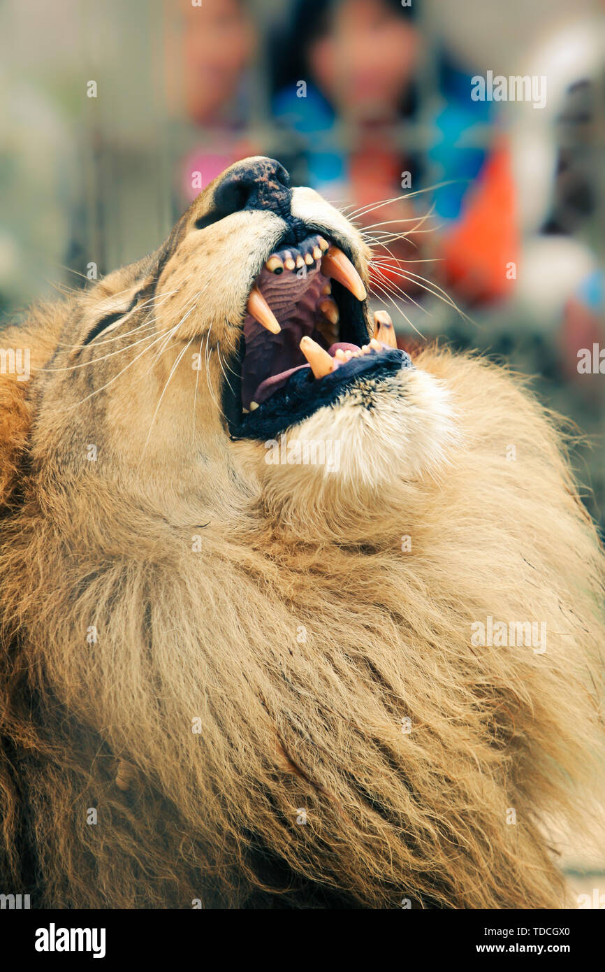 Portrait de l'animal chat sauvage, le roi lion rugissant tandis que ses crocs et l'affichage. Banque D'Images