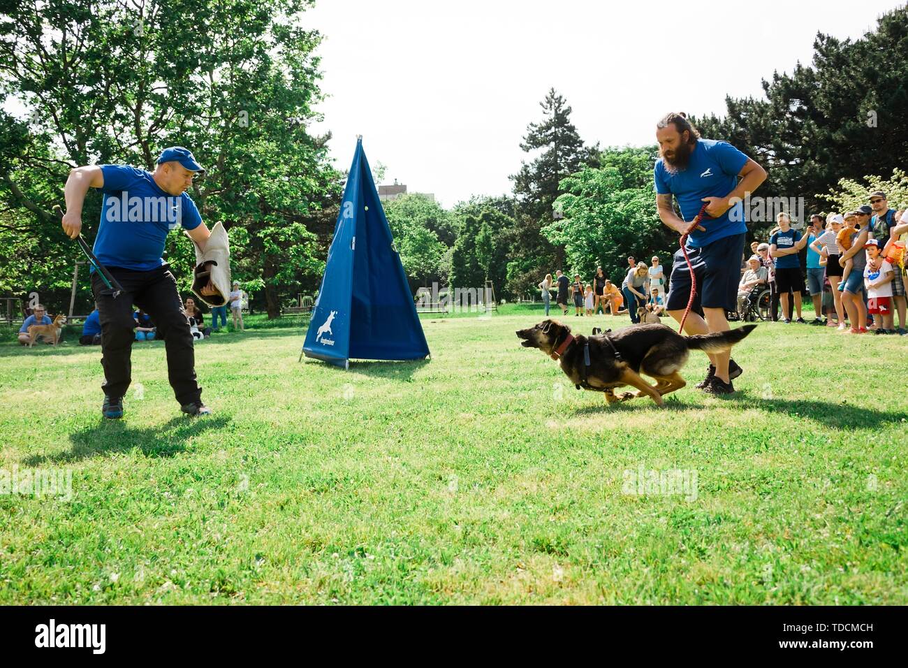 Bratislava Slovaquie 2 Juin 2019 Meilleur Chien De