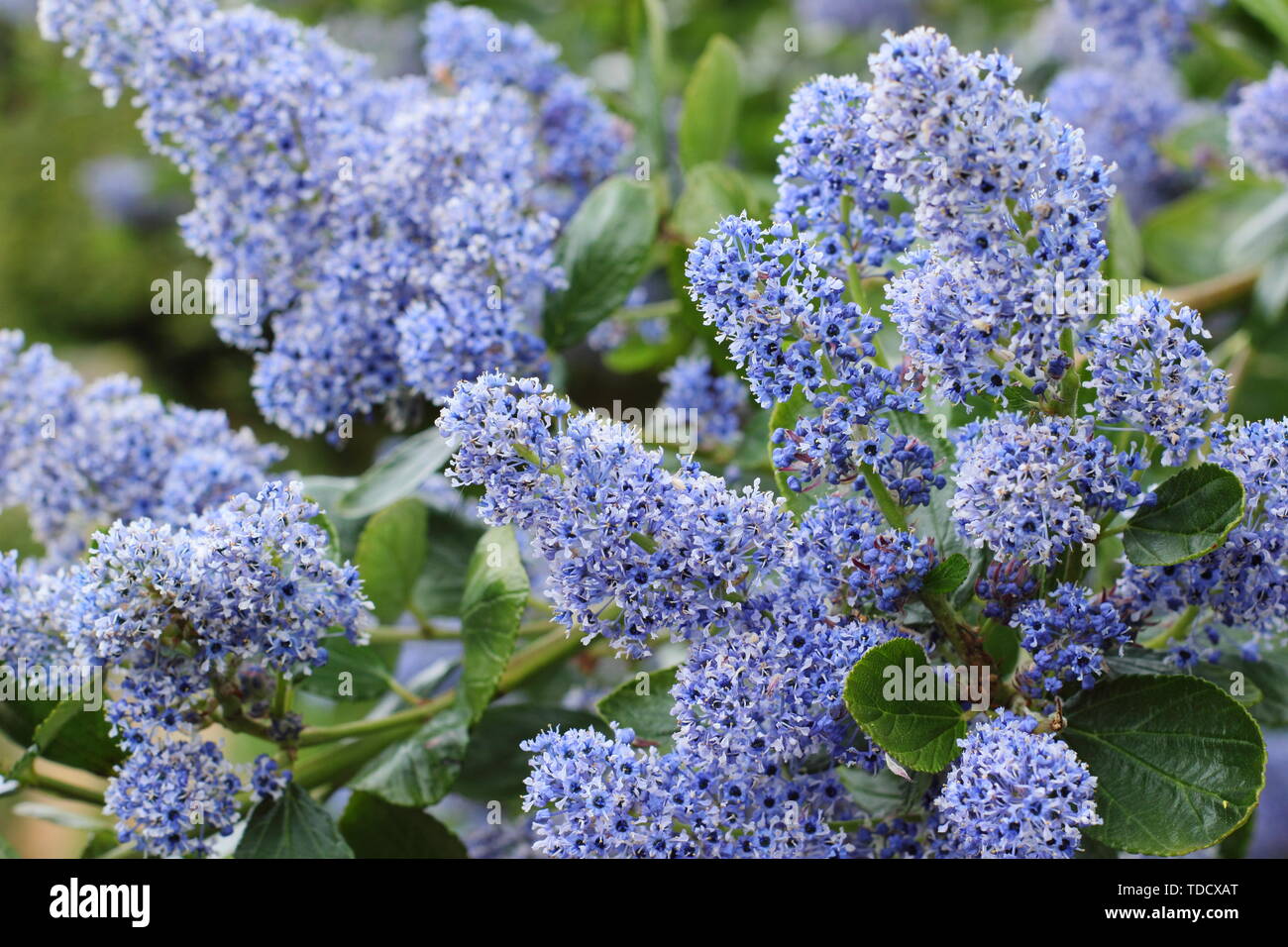 Ceanothus arboreus 'Trewithen Blue. Aussi appelé lilas californien 'Trewithen Blue' au printemps - Mai. Aga Banque D'Images