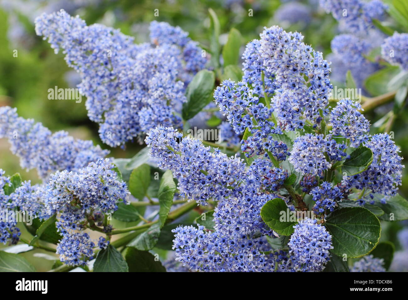 Ceanothus arboreus 'Trewithen Blue. Aussi appelé lilas californien 'Trewithen Blue' au printemps - Mai. Aga Banque D'Images