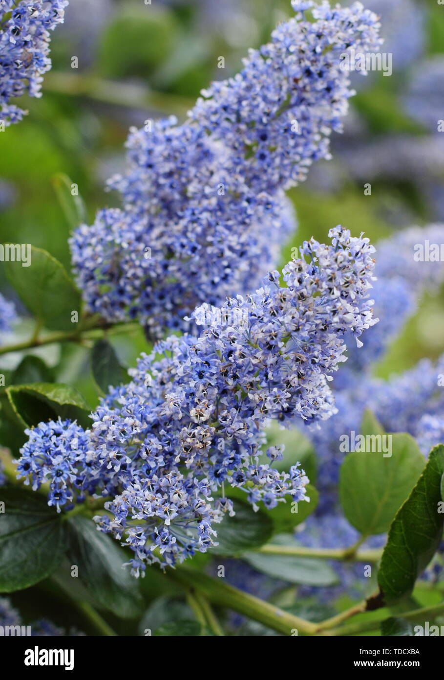 Ceanothus arboreus 'Trewithen Blue. Aussi appelé lilas californien 'Trewithen Blue' au printemps - Mai. Aga Banque D'Images