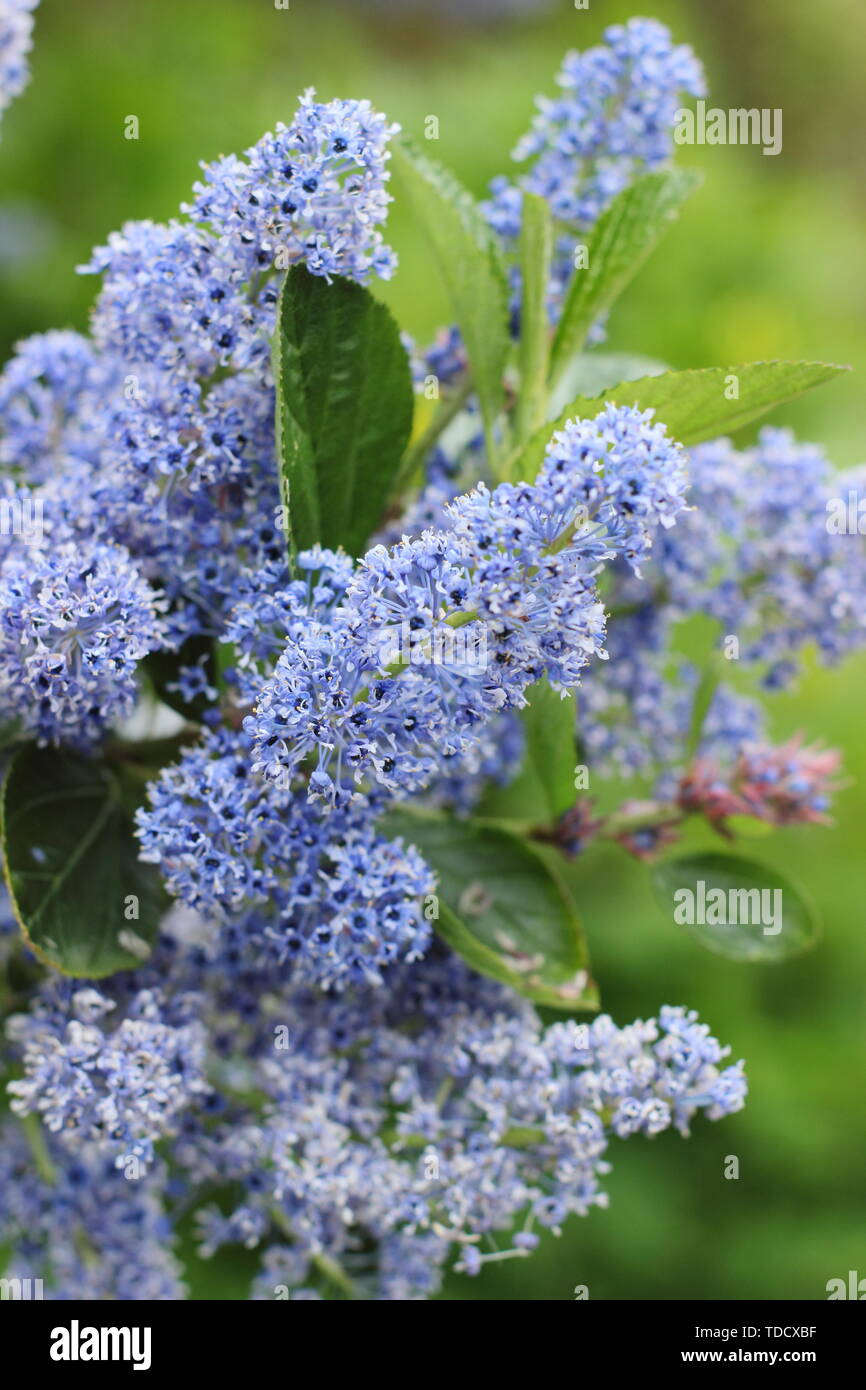 Ceanothus arboreus 'Trewithen Blue. Aussi appelé lilas californien 'Trewithen Blue' au printemps - Mai. Aga Banque D'Images