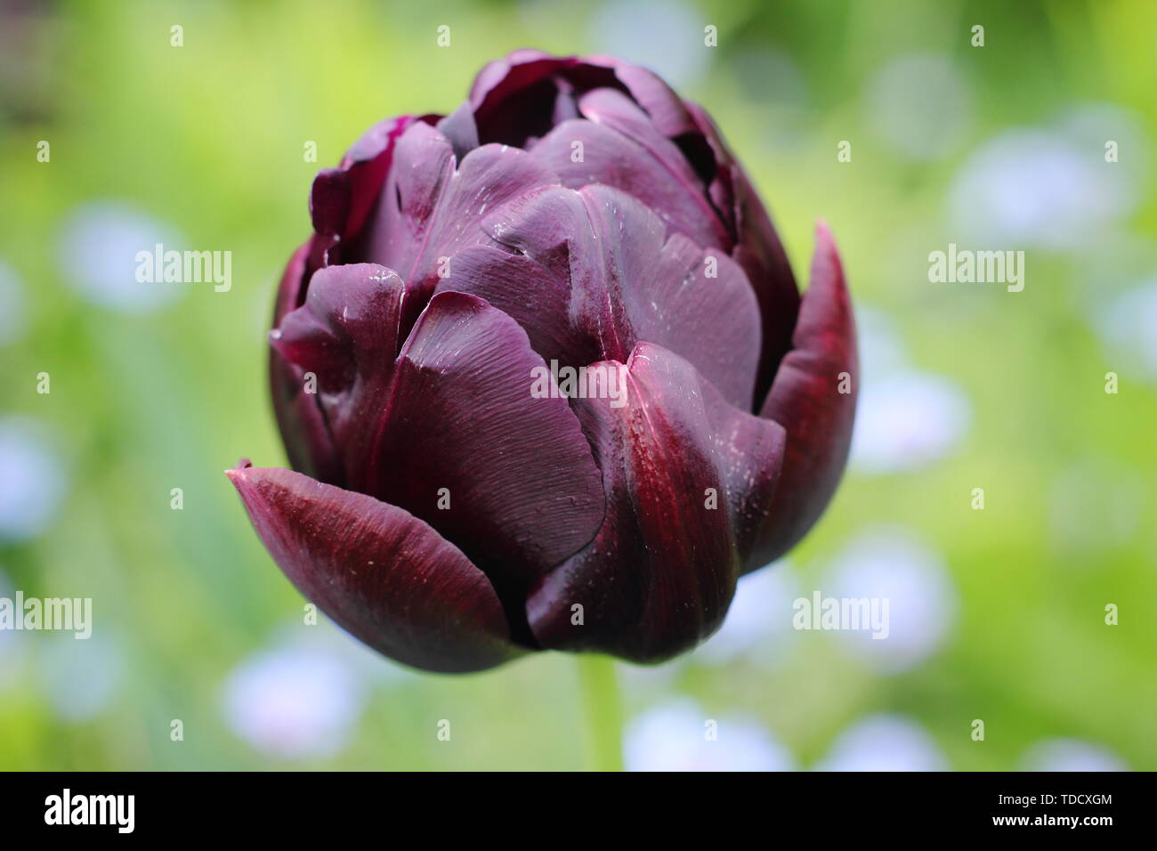 Tulipa 'Black Hero'. Violet foncé, fleur double version de Tulipa 'Reine de la nuit' - mai Banque D'Images