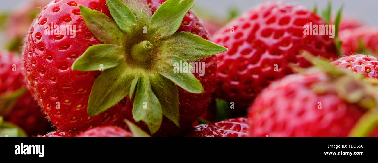 Bannière web avec une fraise mûre, macro photo couleur Banque D'Images