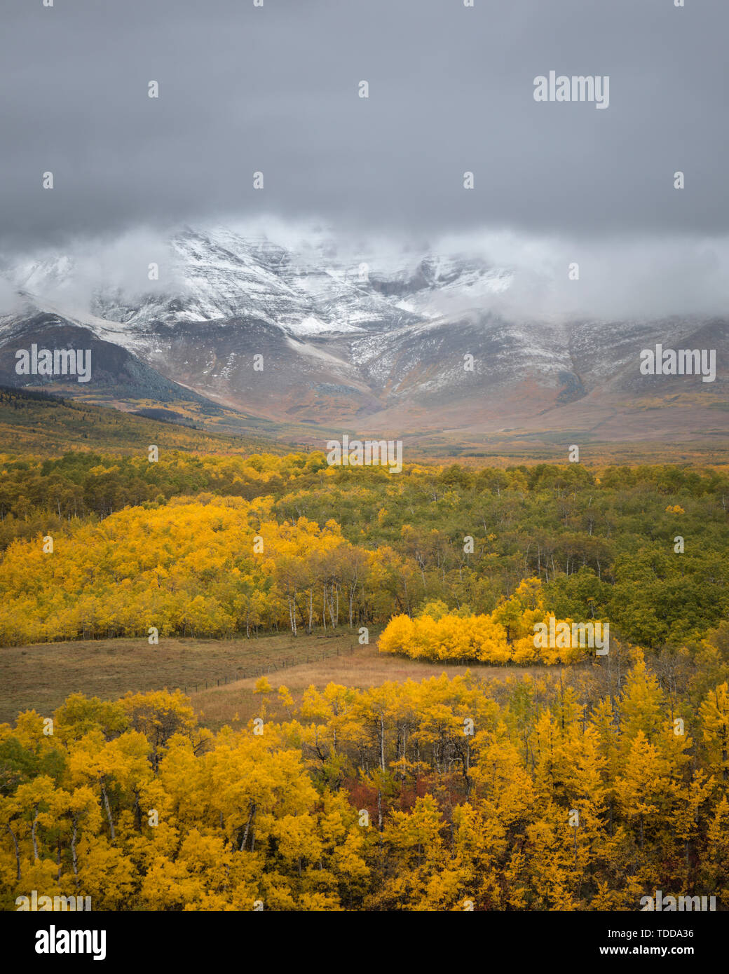 Couleurs d'automne dans le parc national des Lacs-Waterton, Alberta, Canada Banque D'Images