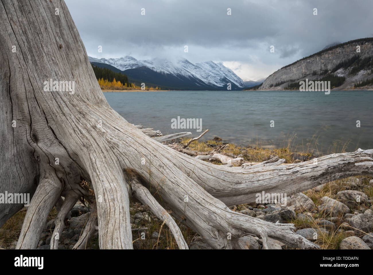 Vieux Tronc, bois mort, Lac, vallée de la Spray Lakes Provincial Park, Alberta, Canada Banque D'Images