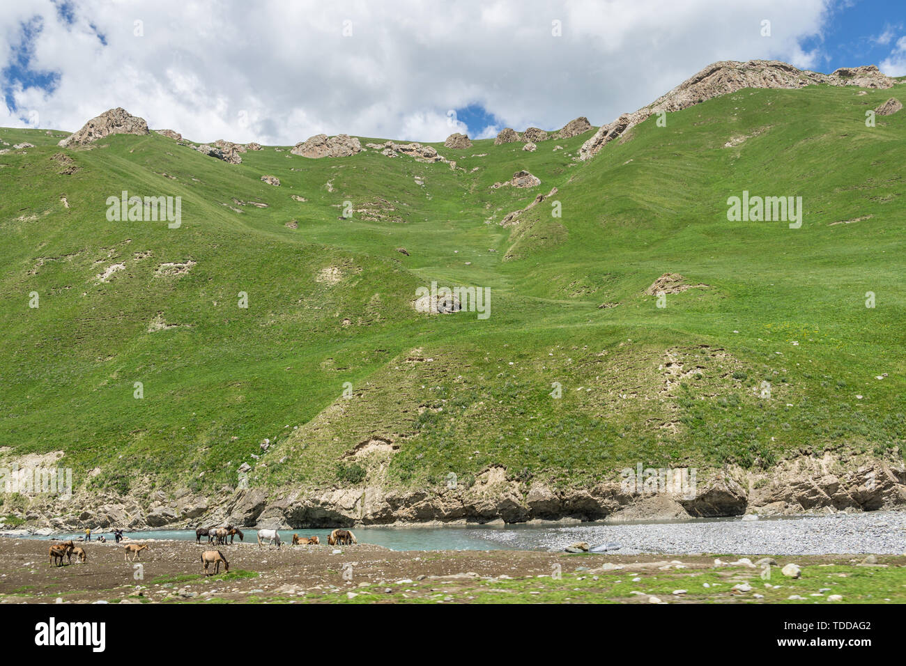 Les prairies alpines le long de la G217 Duku sous l'autoroute l'été, ciel bleu et nuages blancs dans le Xinjiang, Chine Banque D'Images