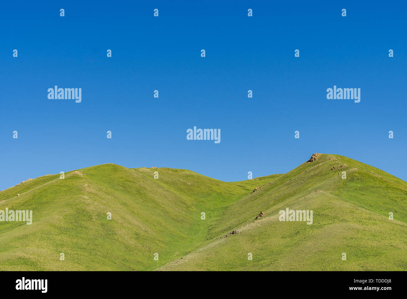 Les prairies alpines le long de la G217 Duku sous l'autoroute l'été, ciel bleu et nuages blancs dans le Xinjiang, Chine Banque D'Images