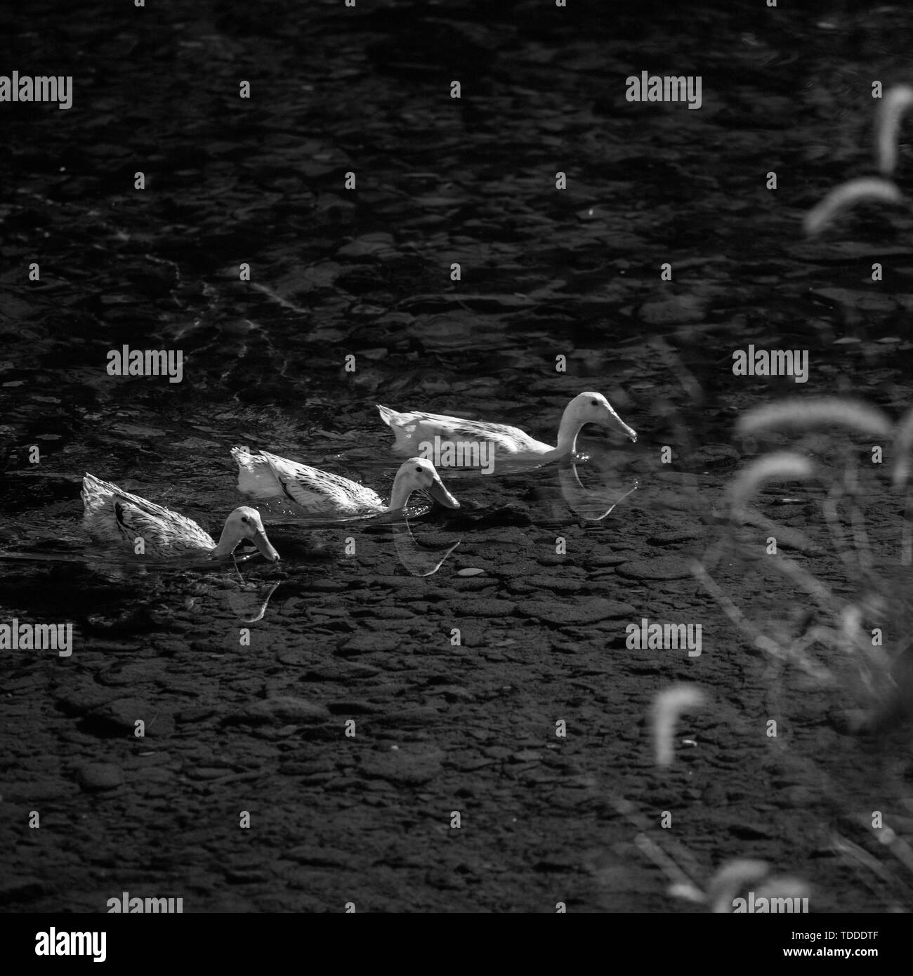 Piscine canards sur le lac. Banque D'Images