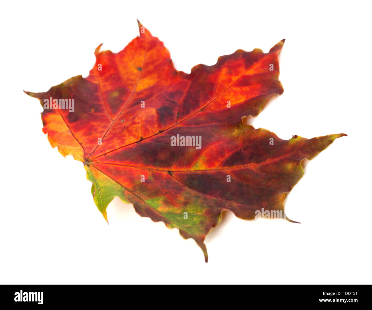 Feuille d'érable d'automne multicolore isolé sur fond blanc. Vue rapprochée. Banque D'Images