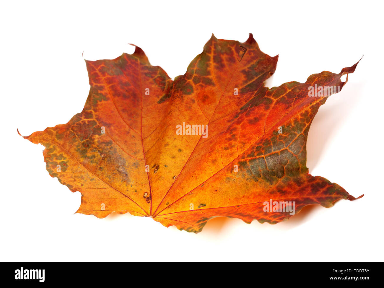 Automne feuilles d'érable isolé sur fond blanc. Vue rapprochée. Banque D'Images