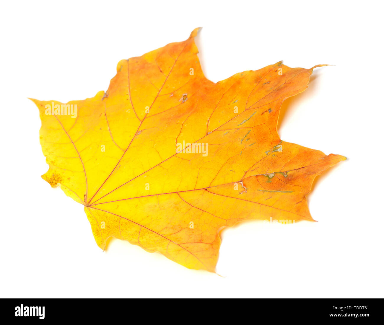 Automne feuilles d'érable orange isolé sur fond blanc. Vue rapprochée. Banque D'Images