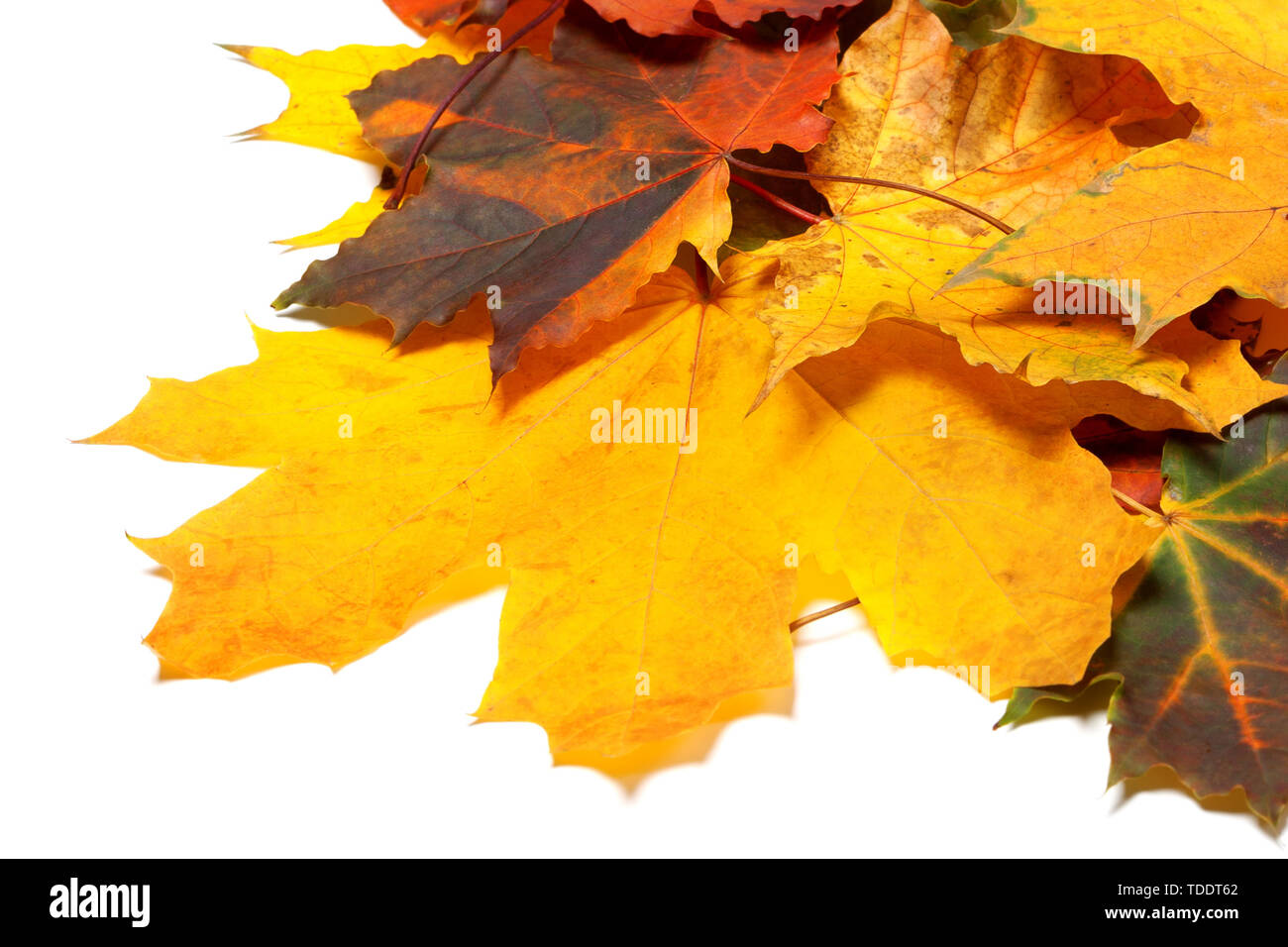 Pile d'automne feuilles d'érable multicolores isolé sur fond blanc. Banque D'Images