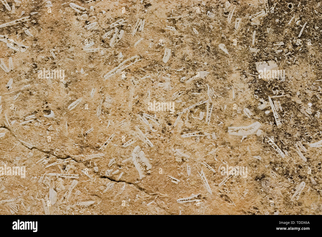 Morceaux de blanc de fossiles à l'intérieur beige texture calcaire. Banque D'Images