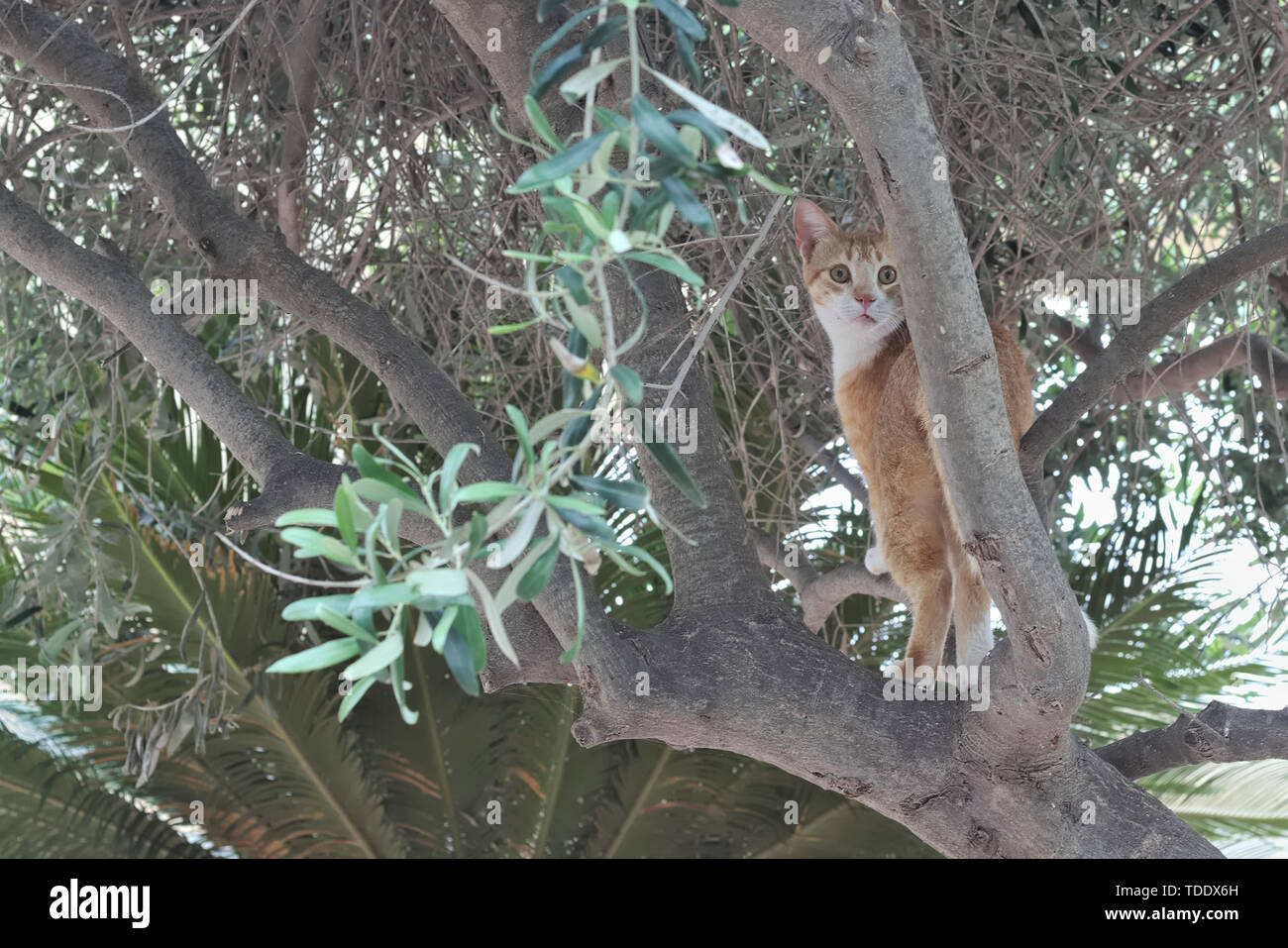 Blanc Brun chat errant à la surprise en arbre. Banque D'Images