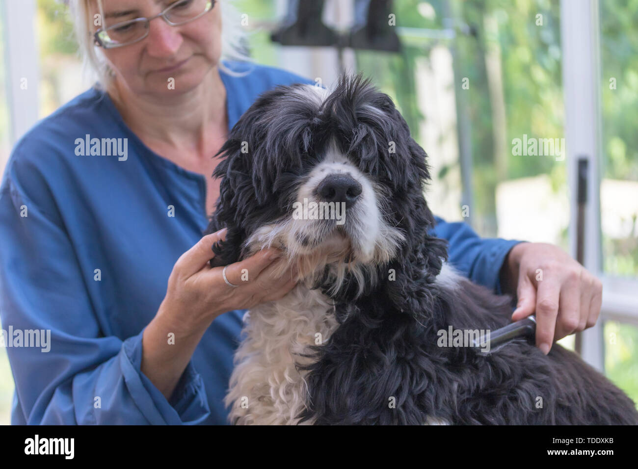 Le découpage du chien Cocker Américain. Chien est à la recherche de l'appareil photo. L'accent sur les yeux du chien. Banque D'Images
