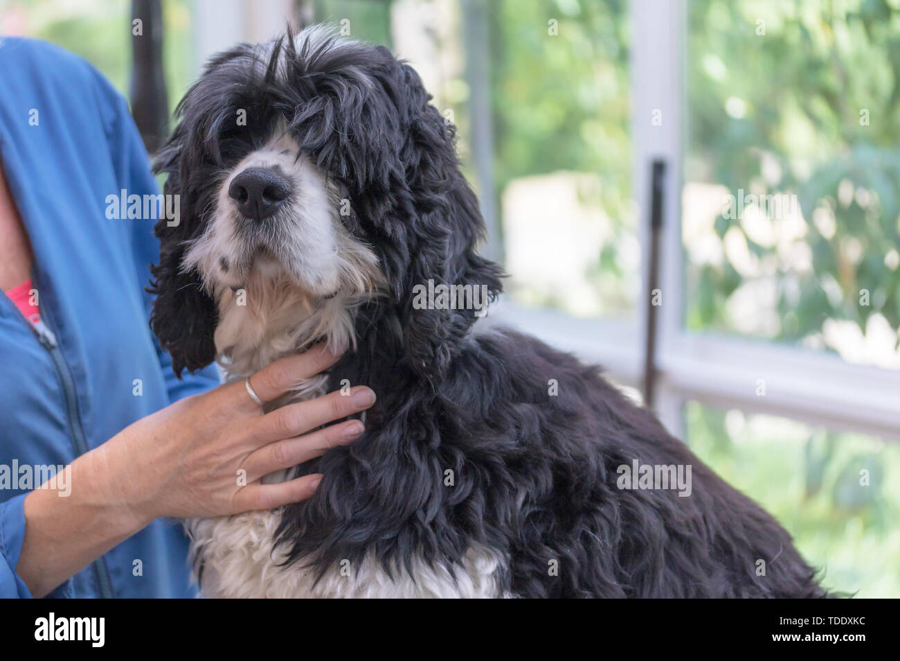 Portrait de l'American Cocker Anglais chien prêt pour le toilettage. Chien est à la recherche de l'appareil photo. Banque D'Images