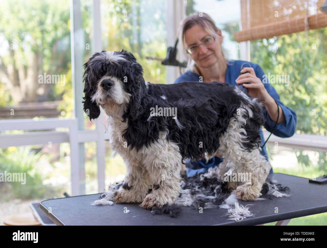 Le toilettage l'arrière du chien Cocker Américain par cheveux électriques Machine à découper. Le chien est en station debout sur la table de toilettage. (Fcei). Potentiels tous Banque D'Images