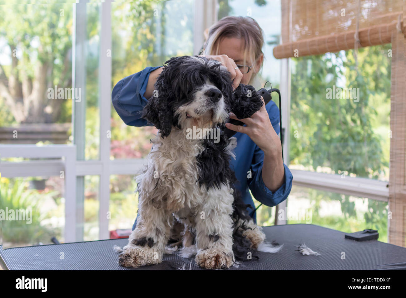 Vue avant du toilettage le cou de l'American Cocker Anglais chien par cheveux électriques Machine à découper. Le chien est en station debout sur la table de toilettage. Tout puissant Banque D'Images