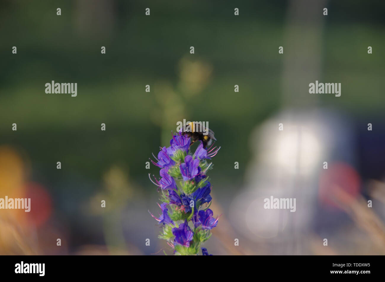 Bourdon sur une fleur avec de la ville floues en arrière-plan. Espèces de faune sauvage et de la protection de l'environnement. Banque D'Images