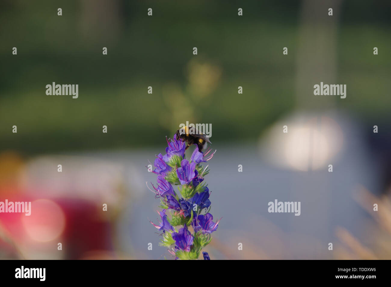 Bourdon sur une fleur avec de la ville floues en arrière-plan. Espèces de faune sauvage et de la protection de l'environnement. Banque D'Images