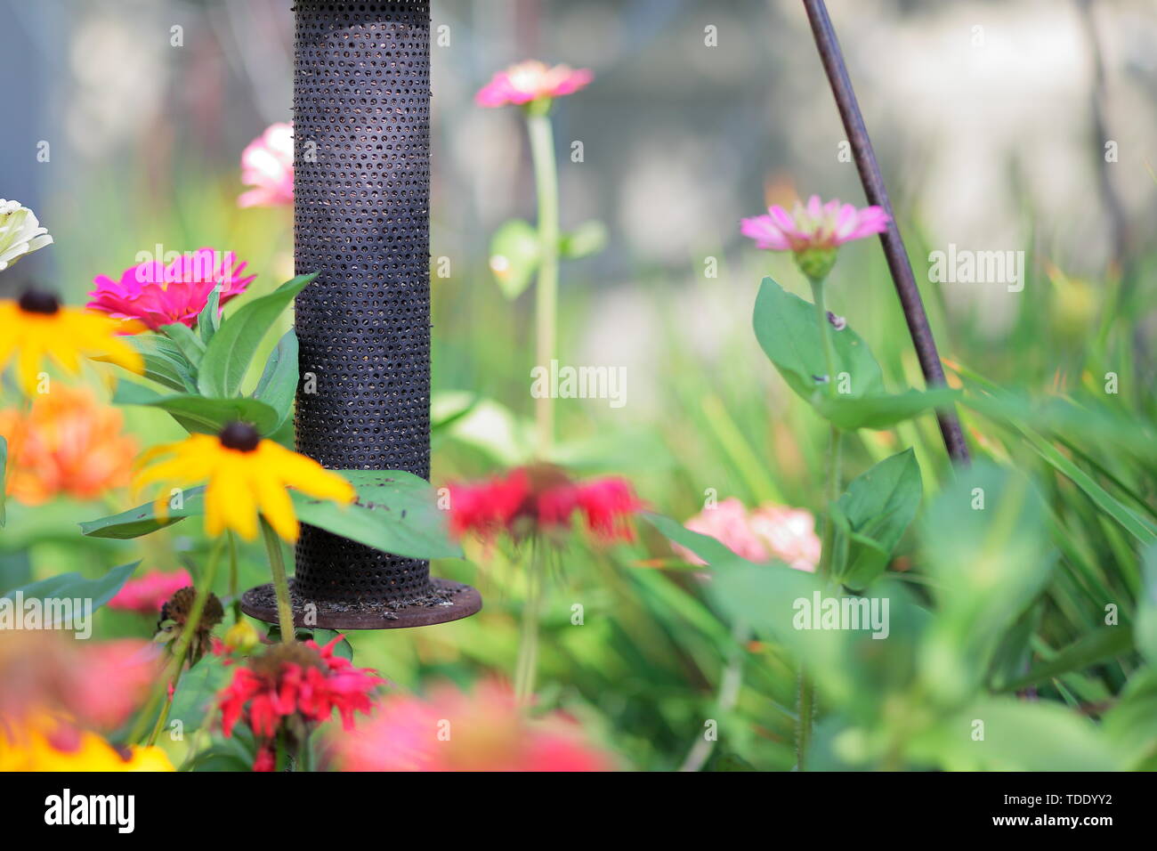 Thistle mangeoire dans un jardin de fleurs Banque D'Images