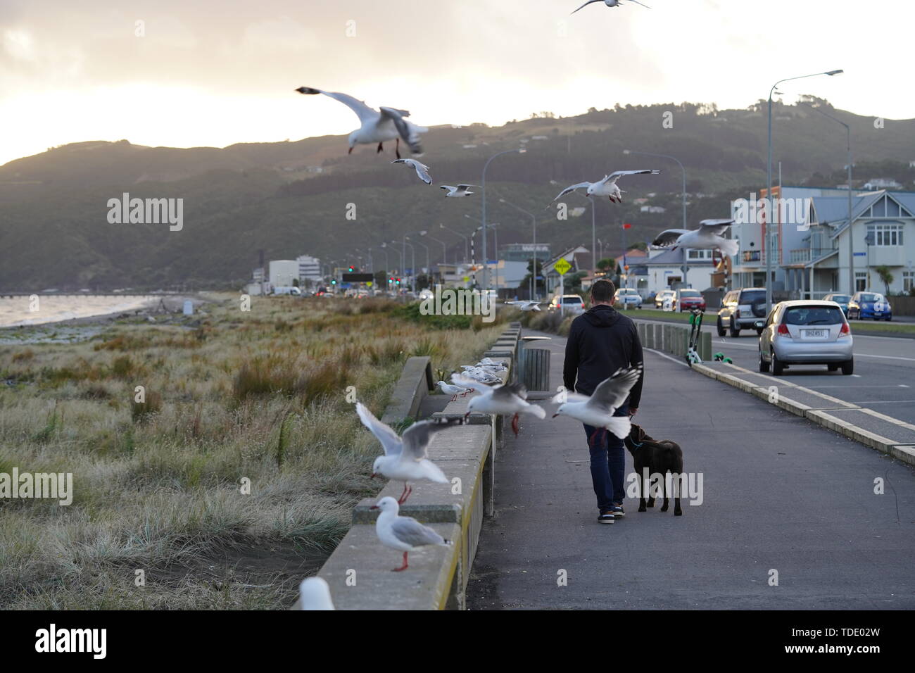 Homme promener son chien Banque D'Images