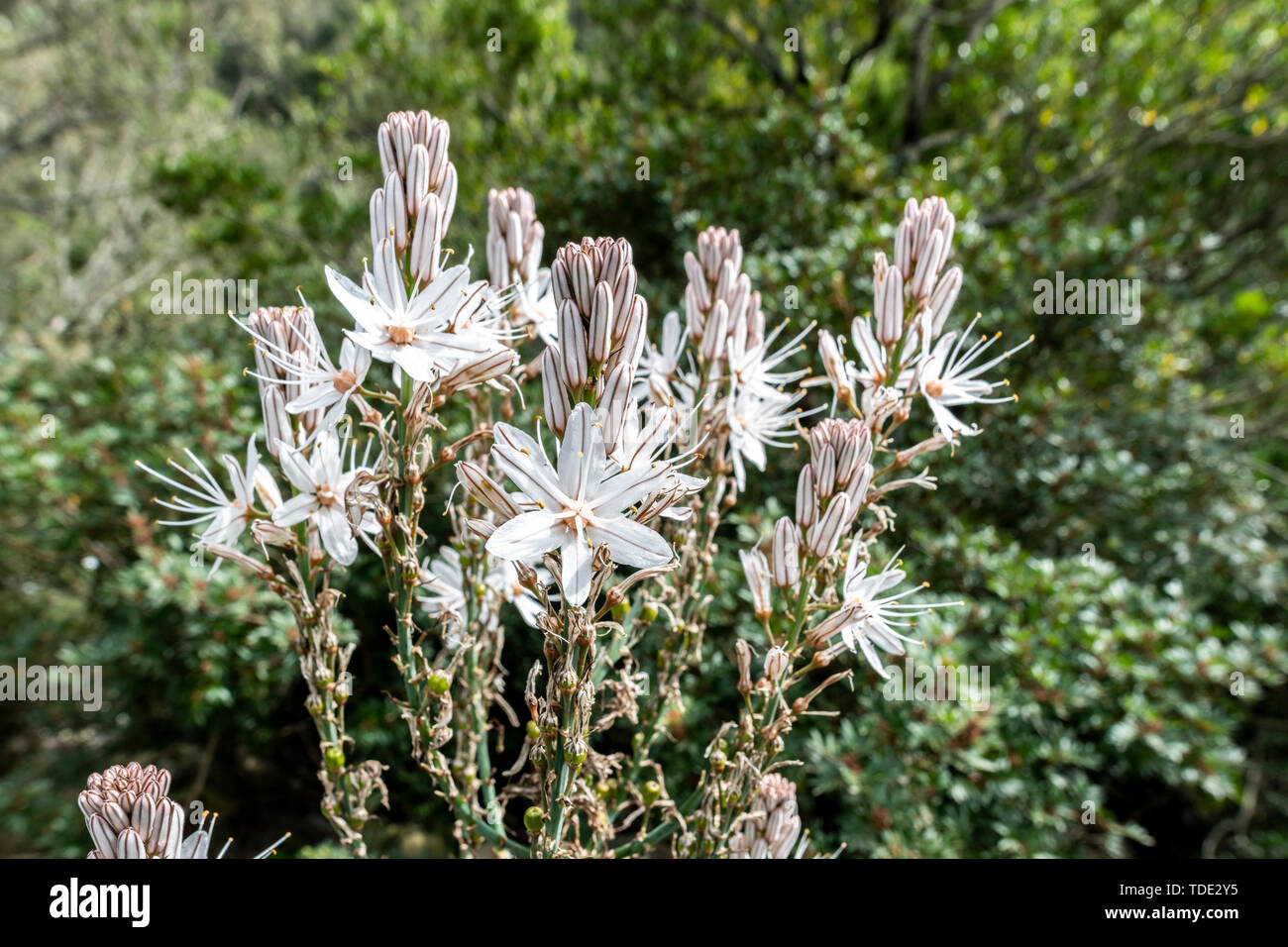 Asphodèle ramifié trouvé dans la montagne de Ventiseri au printemps, Corse, France, Europe Banque D'Images