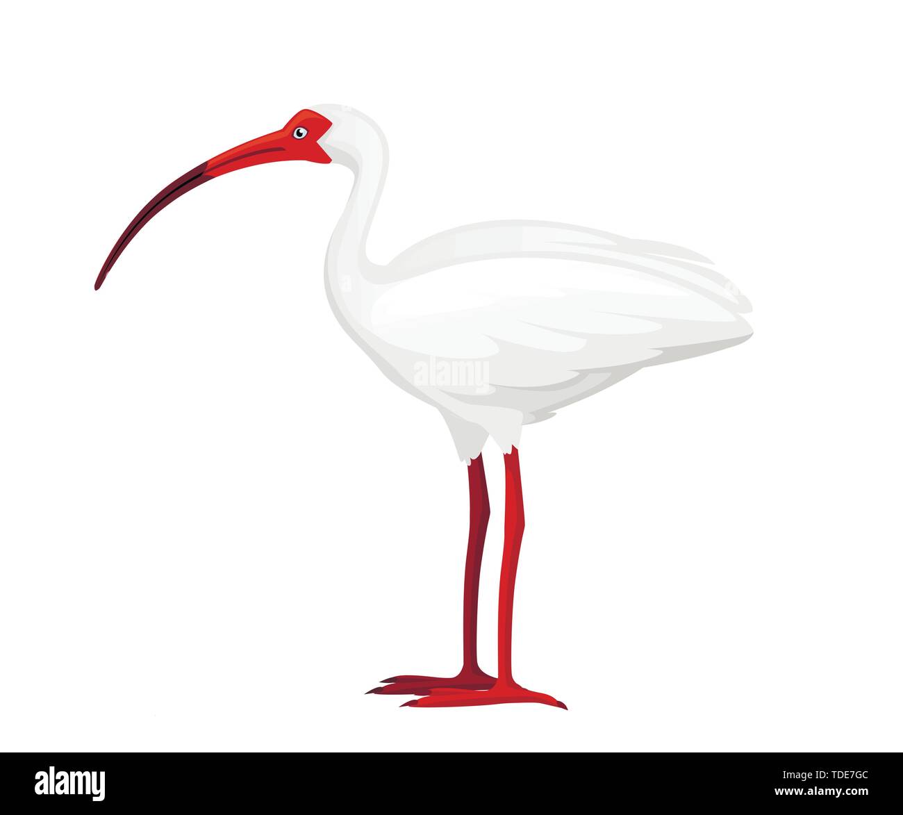 Ibis blanc américain télévision vector illustration cartoon animal oiseau blanc design avec bec rouge sur fond blanc Vue de côté. Illustration de Vecteur