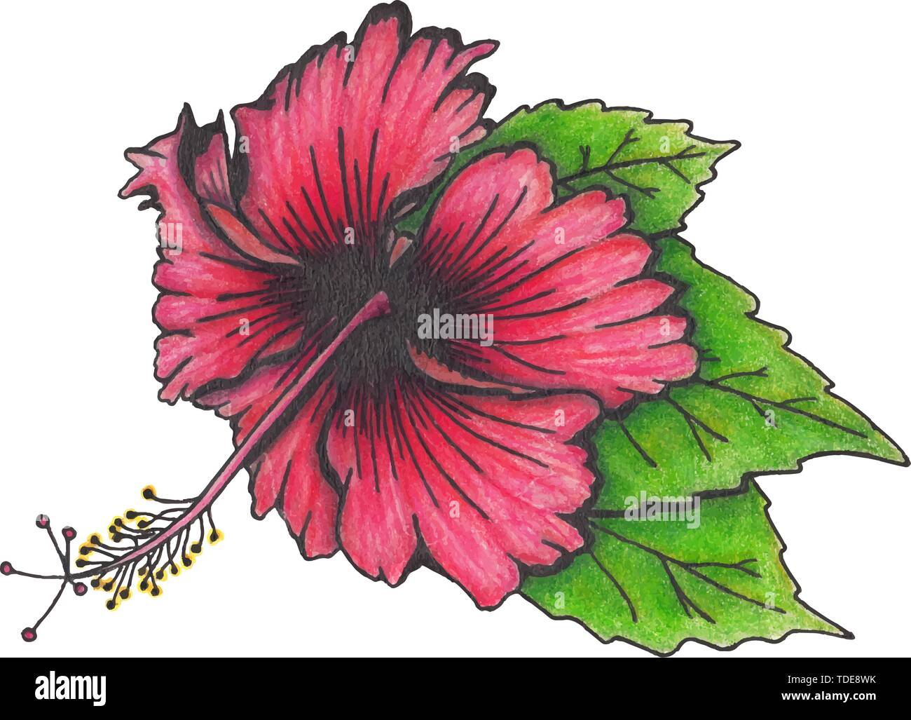 Fleur d'Hibiscus avec feuilles Illustration de Vecteur