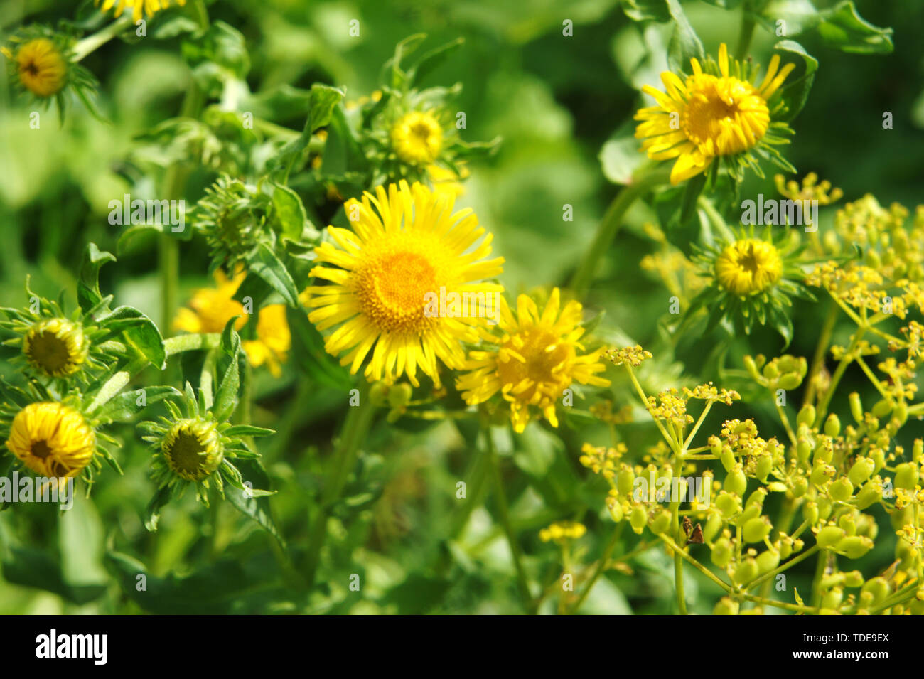 Belle fleur d'or sur l'herbe verte . Concept fraîcheur. marguerites jaunes dans le jardin Banque D'Images