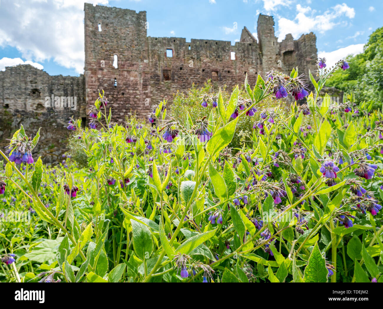 Chemin de la rivière Tyne, East Lothian, Ecosse, Royaume-Uni, 15 juin 2019. Météo France : la végétation le long du chemin est luxuriante et haute avec de la consoude de Russie, Symphytum x uplandicum purple fleurs sauvages sur la rive du fleuve Tyne ruiné au 14e siècle le château de Hailes Banque D'Images