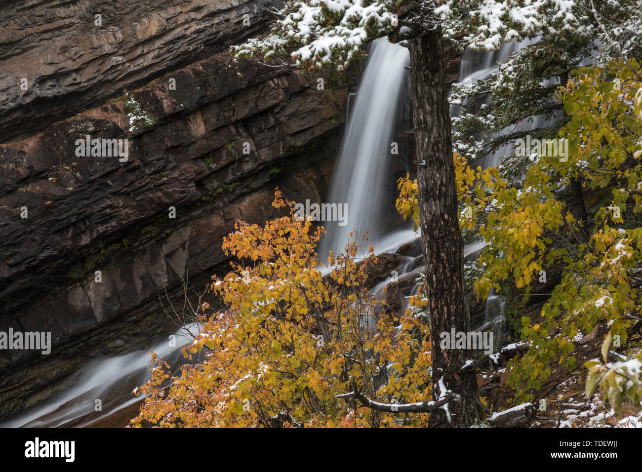 Cascade, Cameron Falls, parc national des Lacs-Waterton, Alberta, Canada Banque D'Images