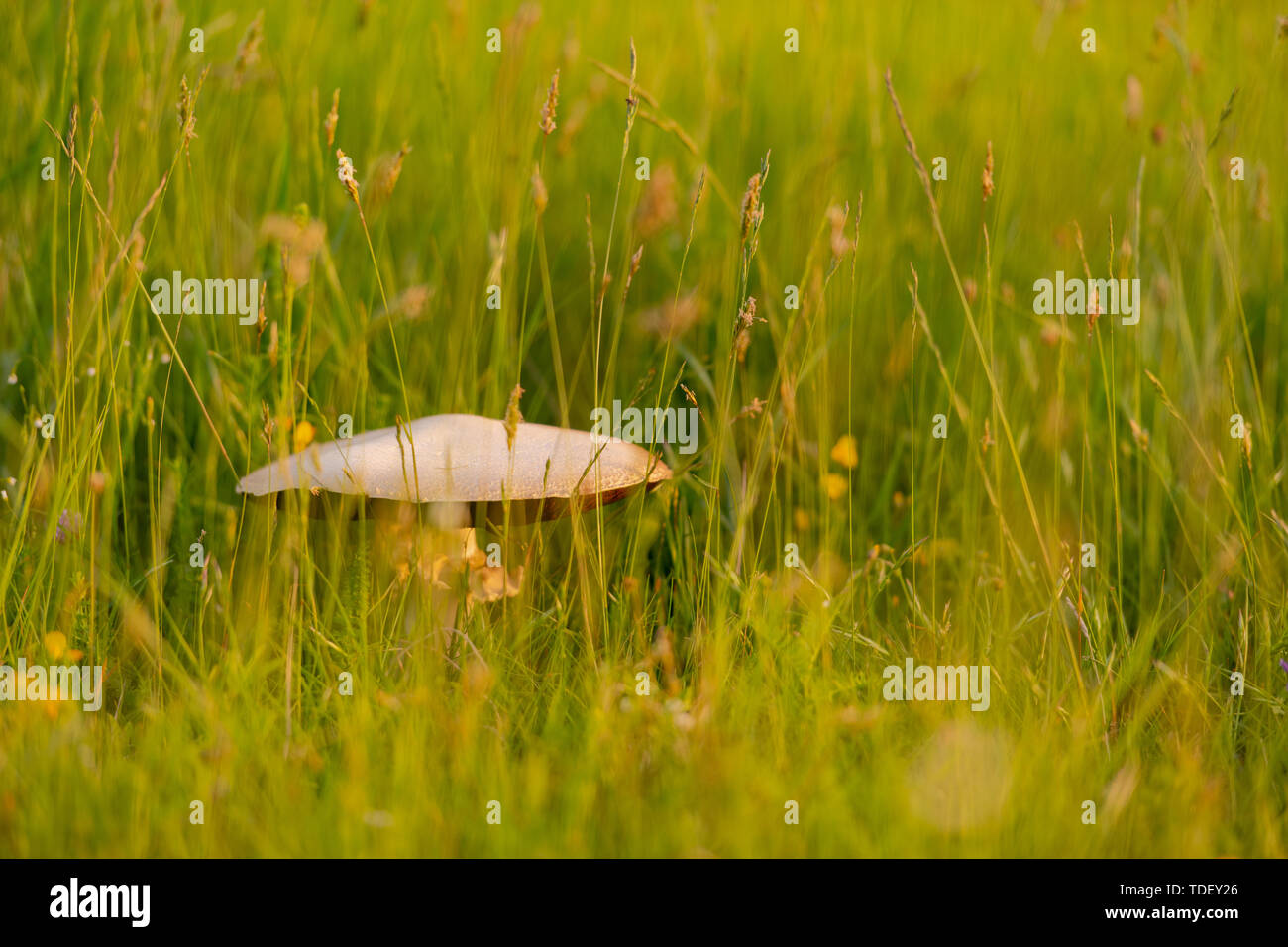 Macrolepiota procera champignon sur sunny meadow en herbe longue Banque D'Images