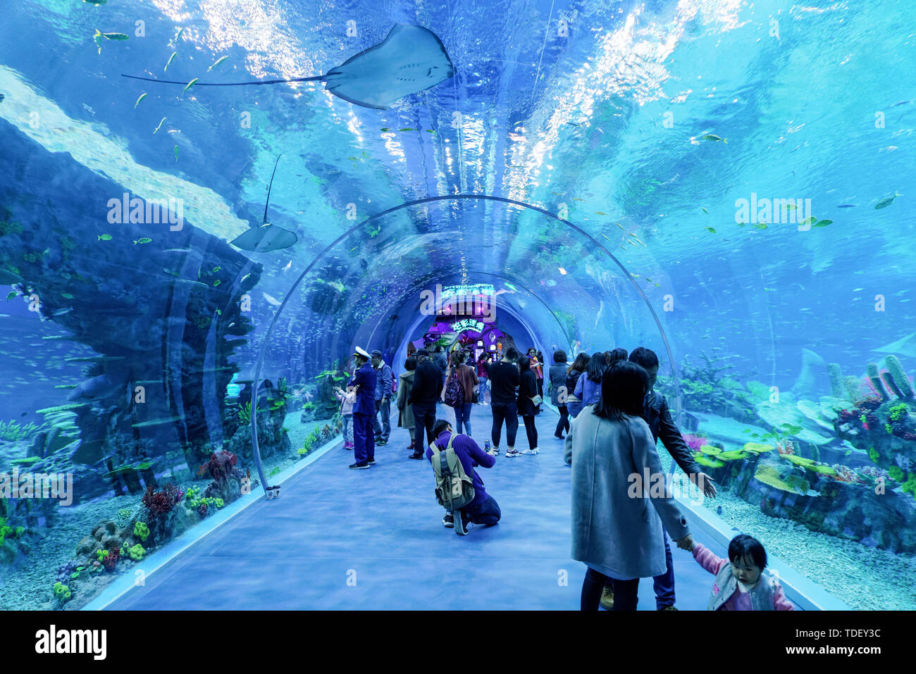 Shanghai Haichang Ocean Park pavilion Méduse Corail Banque D'Images