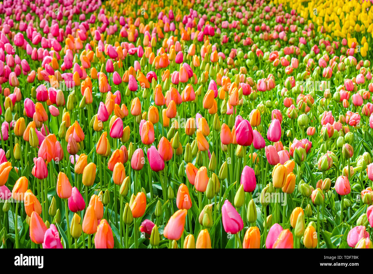 Lit incroyable de fleurs avec des tulipes colorées. Les tulipes sont principalement orange et rose. La rosée du matin sur les fleurs. Belle nature, de la flore. Concept néerlandais. Banque D'Images