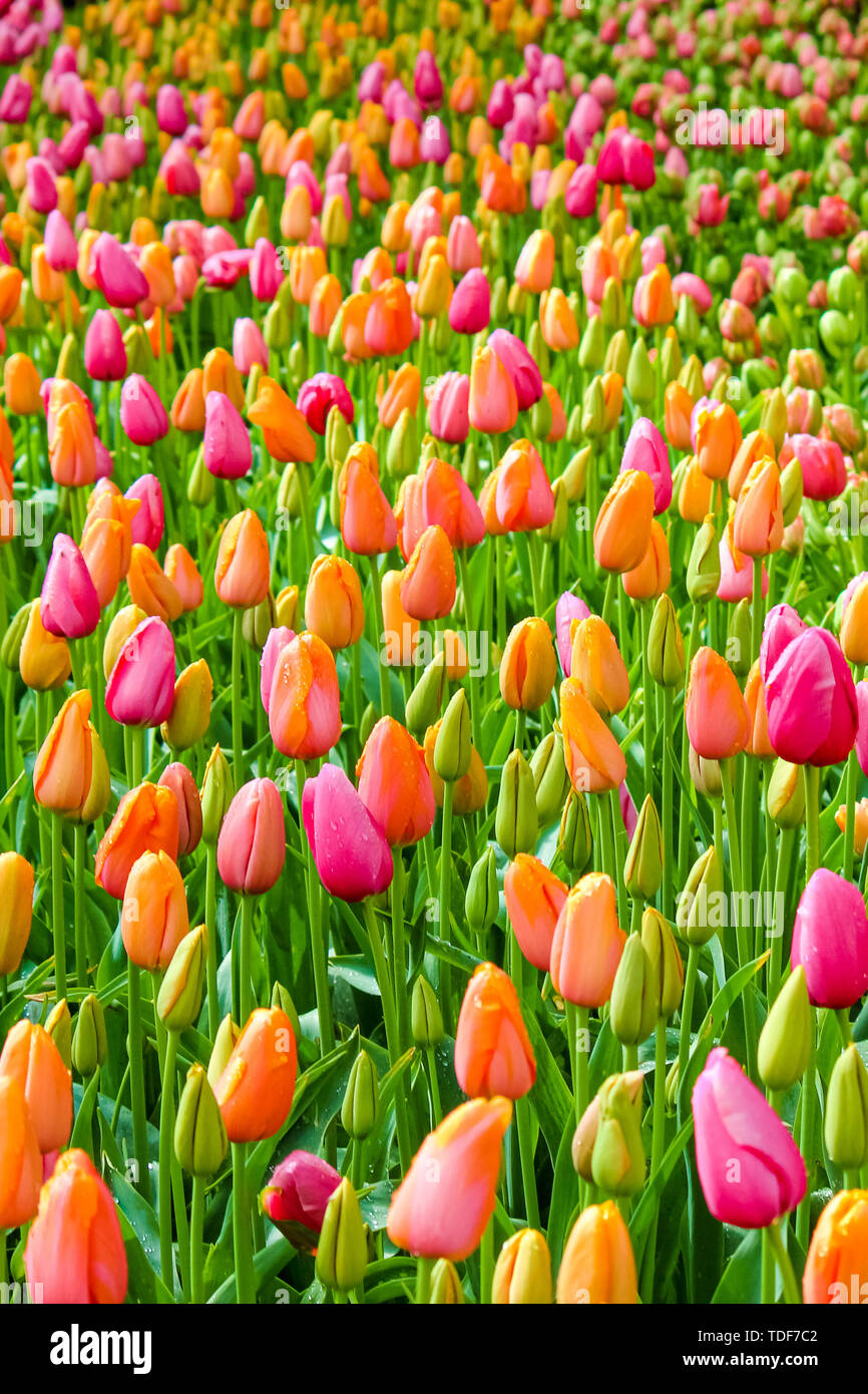 Close up vertical photo capture de belles tulipes colorées. Le tulip fleurs sont principalement rose et orange. La rosée du matin sur les fleurs. Floral, la flore. Couleurs de la nature. Pays-bas concept. Banque D'Images