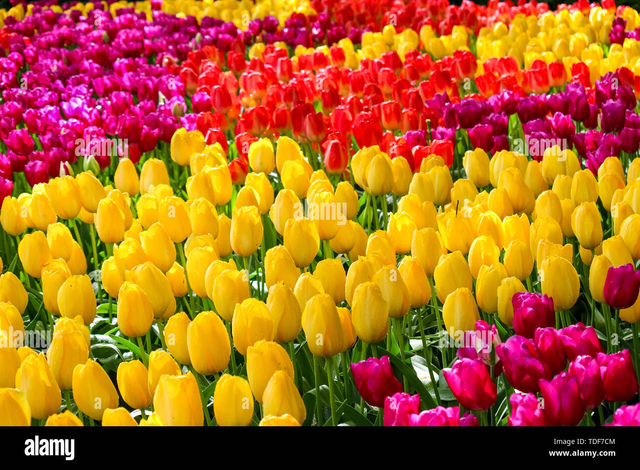 Détail de belles tulipes colorées. Les fleurs ont une jaune, rouge ou rose Couleurs. Lit de fleurs. Concept de printemps. La Hollande. Arrière-plan de la flore. Banque D'Images